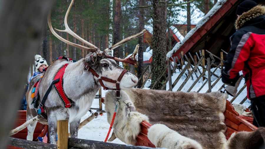 Riding a reindeer in Rovaniemi Finland in winter