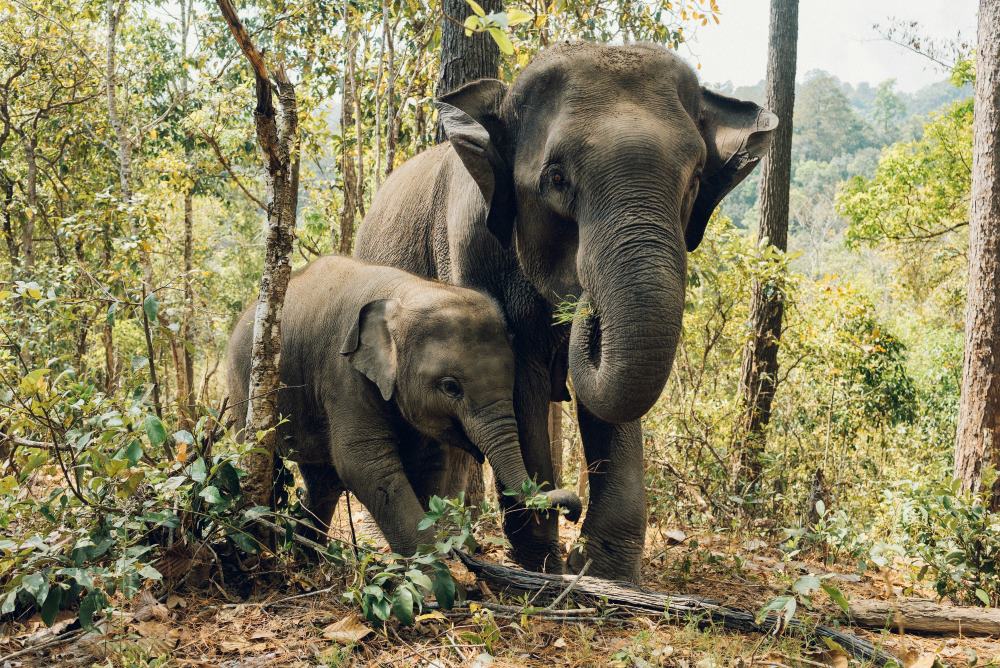 Two elephants in Thailand sanctuary